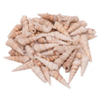 Coloraciones - conchas marinas turritella, 550g