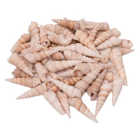 Coloraciones - conchas marinas turritella, 550g