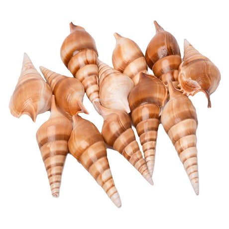 Coloraciones - conchas de mar tibia, 400g