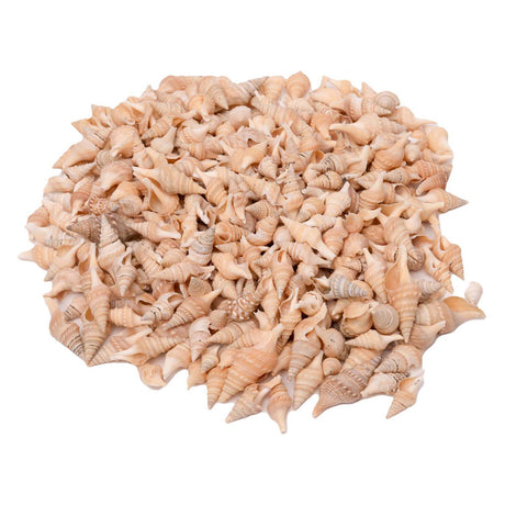 Coloraciones - conchas marinas turbias, 400g