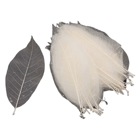 Esqueletos de hojas de magnolia, 50 uds.