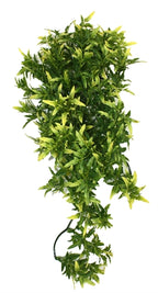 Planta de Komodo Croton