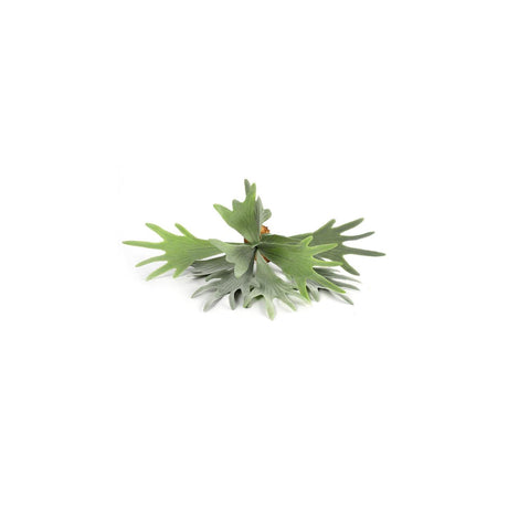 Countryfield planta artificial platycerium verde 10xh63,5cm