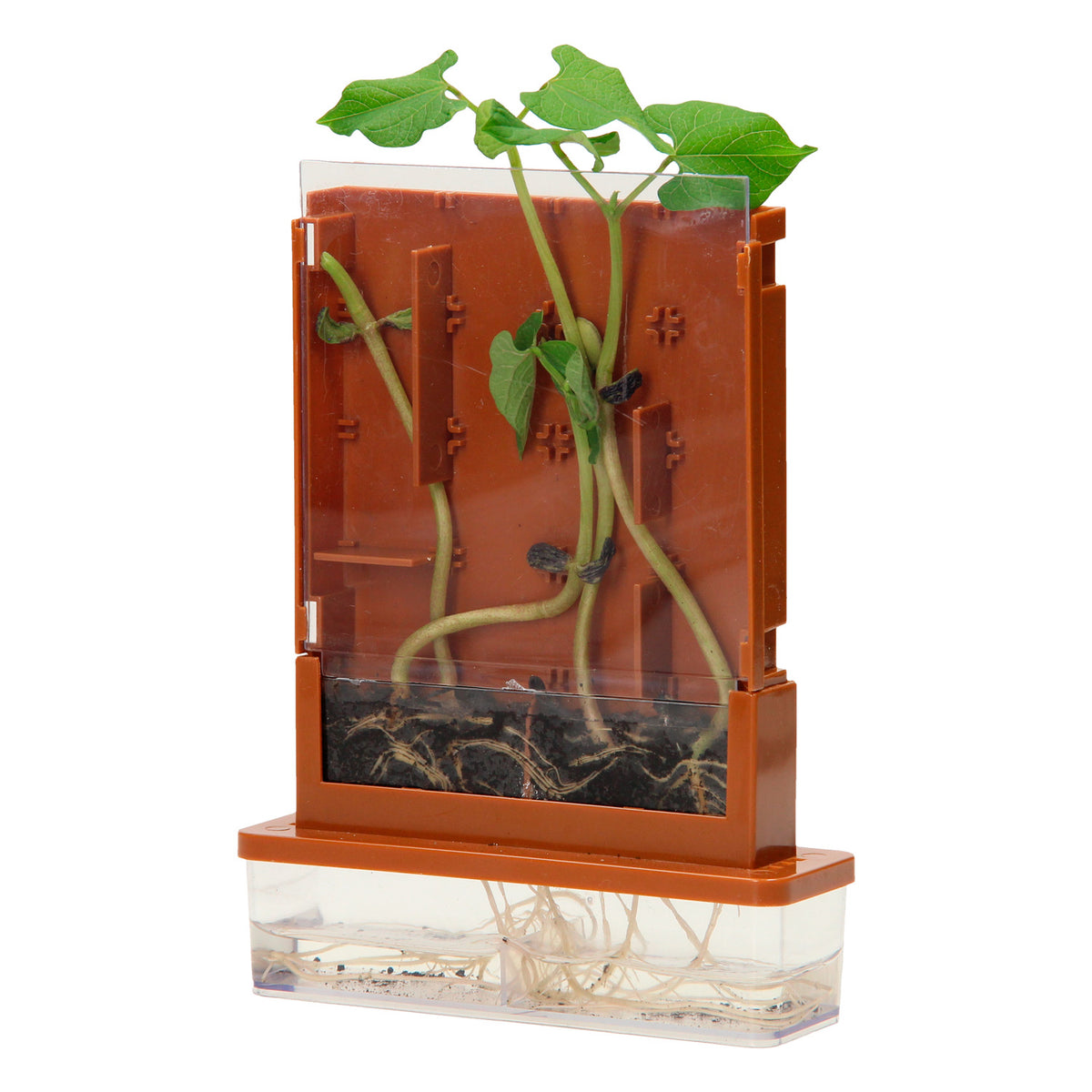 Experimentos: laberinto de plantas, 21 partes.