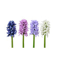 Decoris flor artificial jacinto poliéster ø7xh22cm 4 surtidos