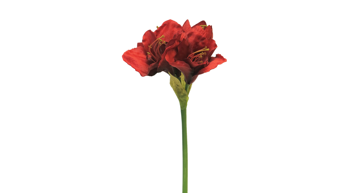 Hippeastrum aline red 63cm