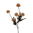 Roberts collection pompom authum 52 cm champagne