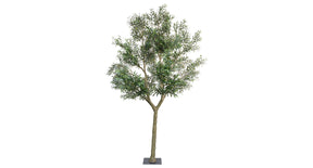 Olive tree h 350 cm