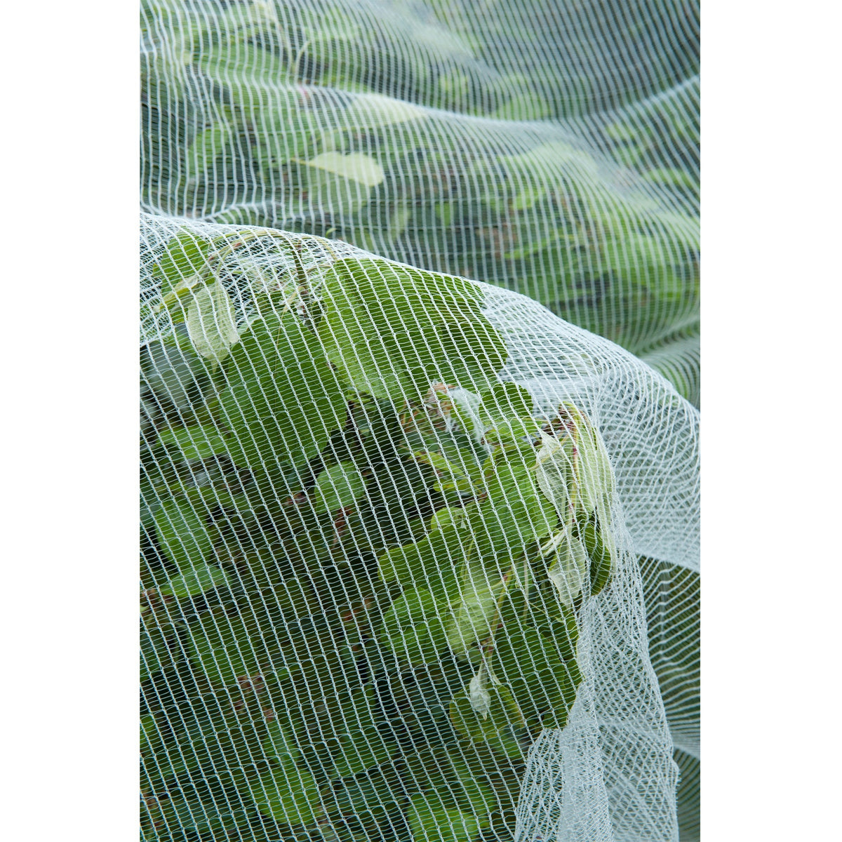 Mosquitera Nature, mosquitera de malla fina (blanco transparente, 5,2 x 5 m)