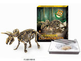 Aro tallando esqueleto de dinosaurio triceratops 23cm