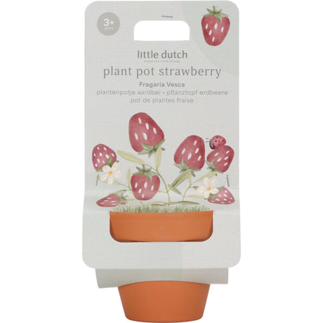 Pequeña maceta holandesa de fresas