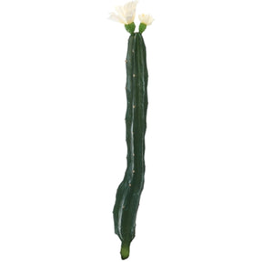 Cactus con flor blanco verde 35 cm | 24 piezas